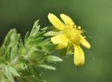 Potentilla supina подвид paradoxa. Цветок. Приморский край, г. Владивосток, о. Русский, кампус ДВФУ, возле небольшого водоёма. 29.05.2026.