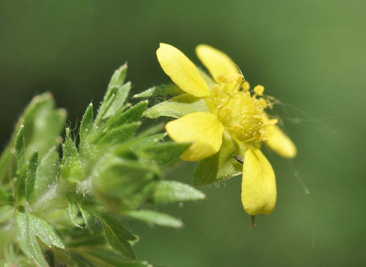 Изображение особи Potentilla supina ssp. paradoxa.