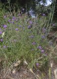 Centaurea paniculata. Цветущие растения. Испания, Каталония, пров. Жирона, комарка Баш Эмпорда, муниципалитет Санта-Кристина-де-Аро, окр. н.п. Романья-де-ла-Сельва, опушка разреженного леса. 06.06.2026.