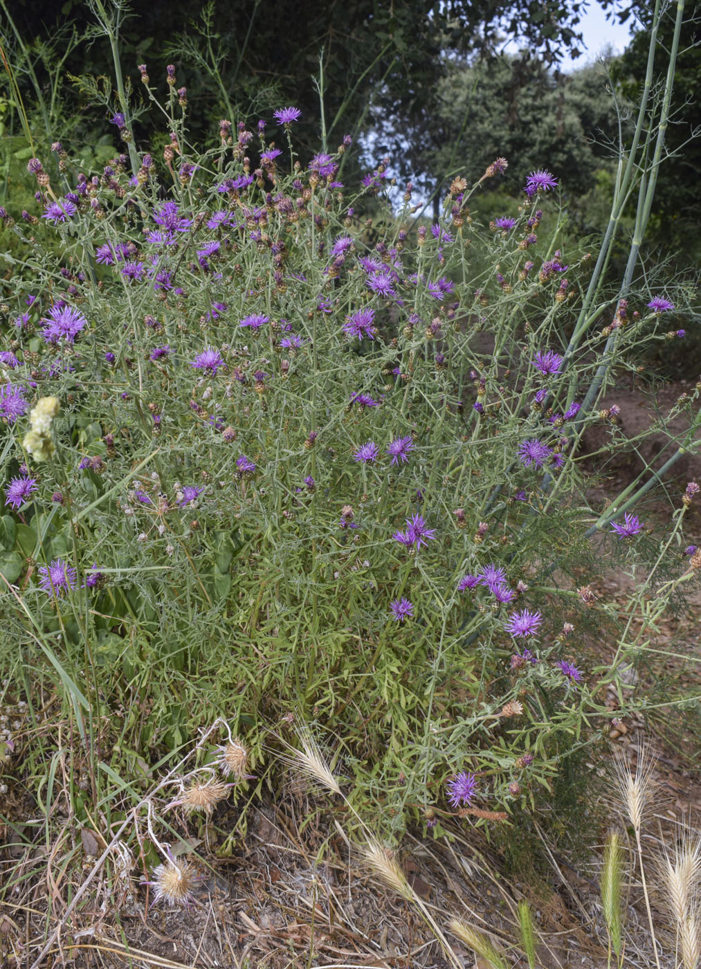 Image of Centaurea paniculata specimen.