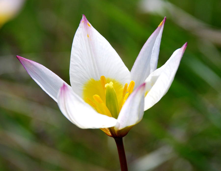 Изображение особи Tulipa biebersteiniana var. tricolor.