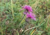 genus Centaurea
