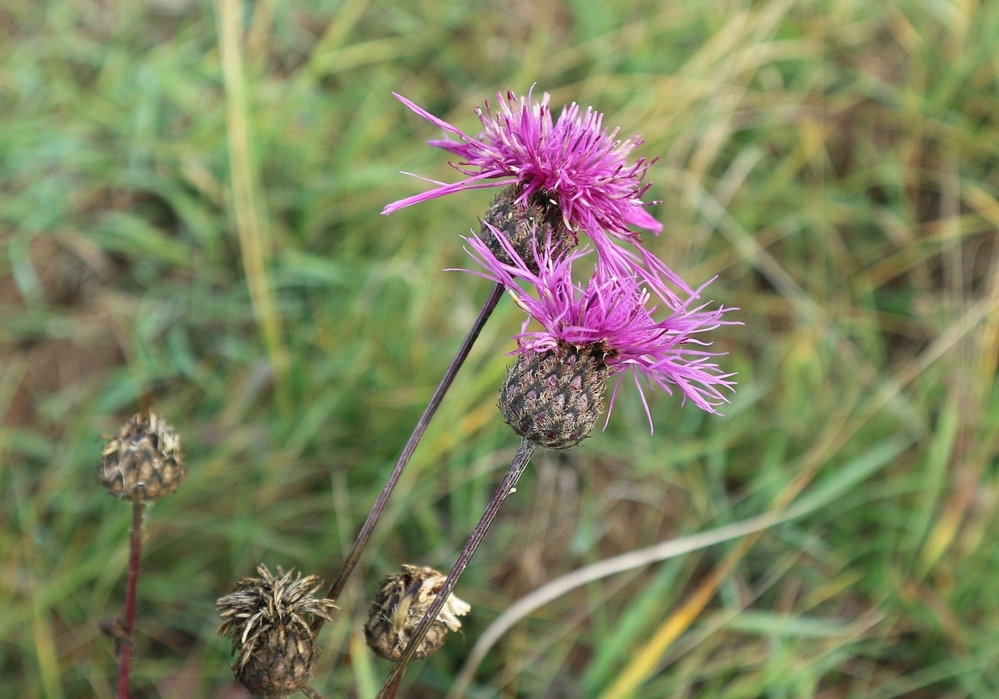 Image of genus Centaurea specimen.