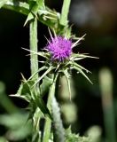 Silybum marianum. Верхушка побега с соцветием. Португалия, округ Бежа, дол. р. Рибейра-ду-Торгал, опушка лиственного леса. 04.06.2026.