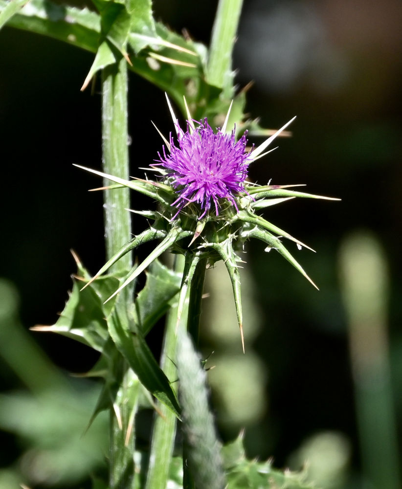 Изображение особи Silybum marianum.