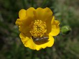 Ranunculus chinensis. Цветок с жуком. Хабаровский край, г. Комсомольск-на-Амуре, обочина грунтовой дороги. 14.06.2026.