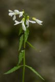 Cardamine bulbifera. Верхушка цветущего растения. Краснодарский край, Туапсинский р-н, Главный Кавказский хр., окр. горы Семиглавая, высота ок. 1350 м н.у.м., буковый лес. 15.06.2026.