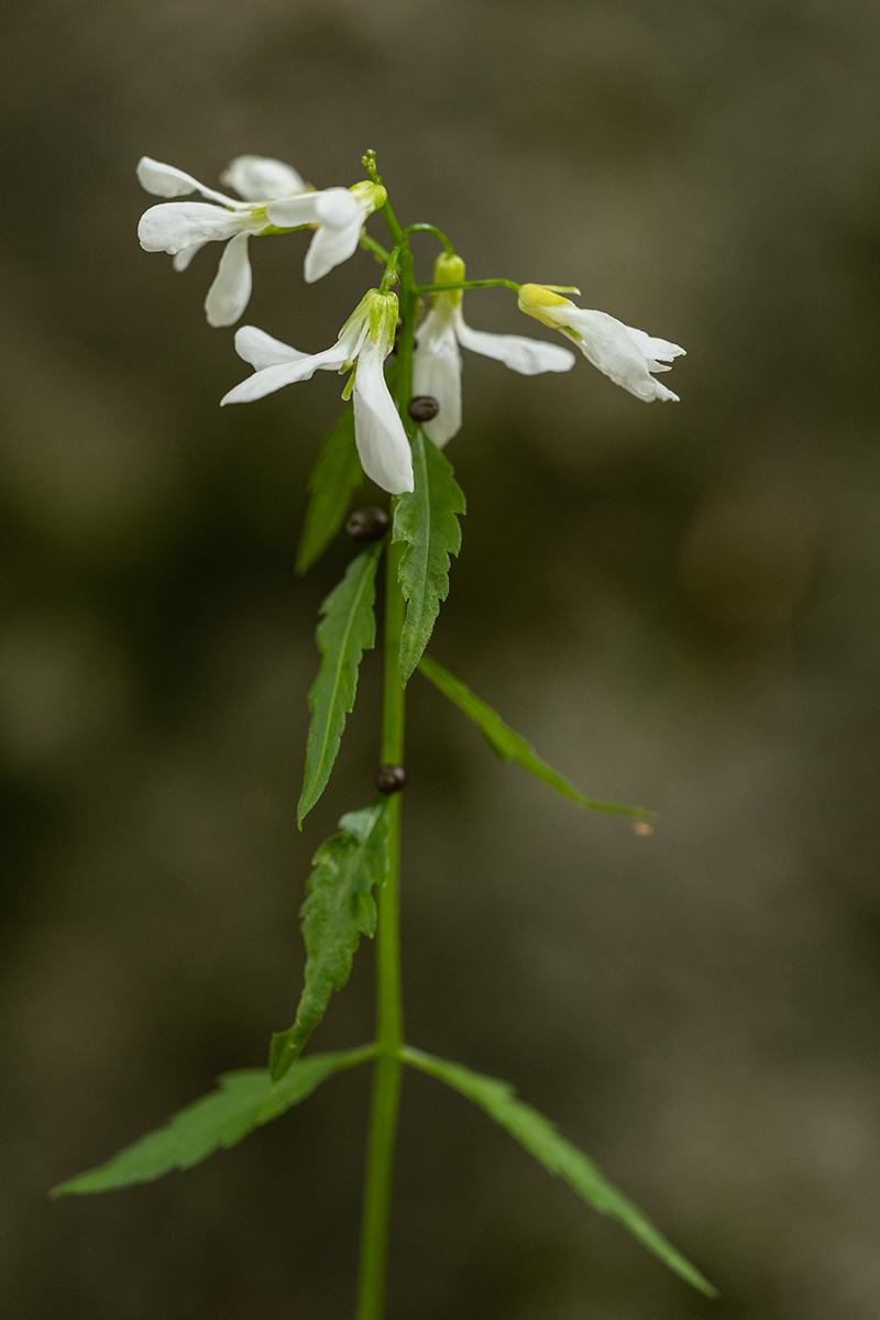 Изображение особи Cardamine bulbifera.