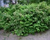 Spiraea chamaedryfolia. Отцветающие растения. Карелия, Петрозаводск, дворовое озеленение. 14.06.2026.