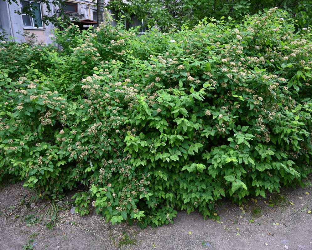 Image of Spiraea chamaedryfolia specimen.