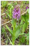 Dactylorhiza incarnata