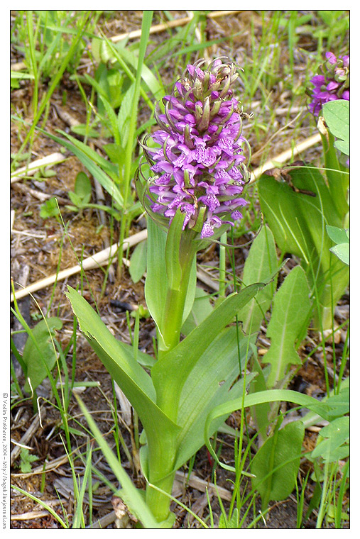 Изображение особи Dactylorhiza incarnata.