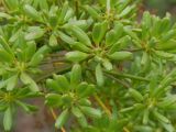 Ferula foetidissima. Незрелые плоды. Таджикистан, Горно-Бадахшанская автономная обл., Дарвазский р-н, Дарвазский хр., перев. Хабуработ, выс. ≈ 3200 м н.у.м., задернованный глинистый склон. 19 июня 2026 г.