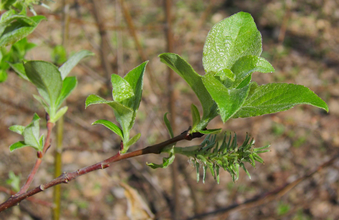 Image of Salix &times; bicolor specimen.