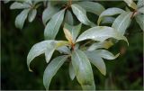Elaeagnus commutata. Листья на верхушке побега. Московская обл., Раменский р-н, окр. дер. Хрипань, садовый участок. 13.06.2026.
