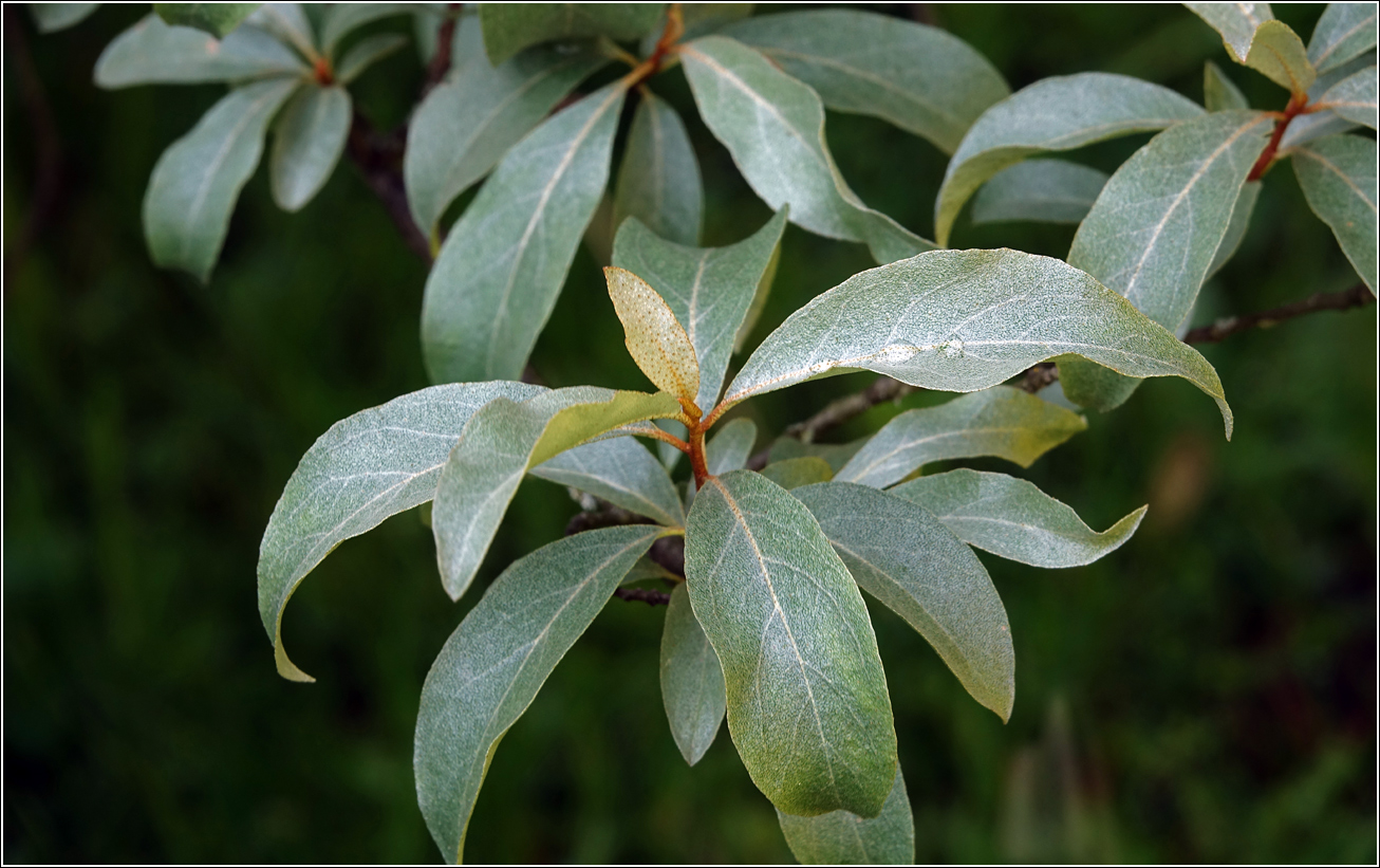Image of Elaeagnus commutata specimen.