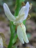 Orchis provincialis