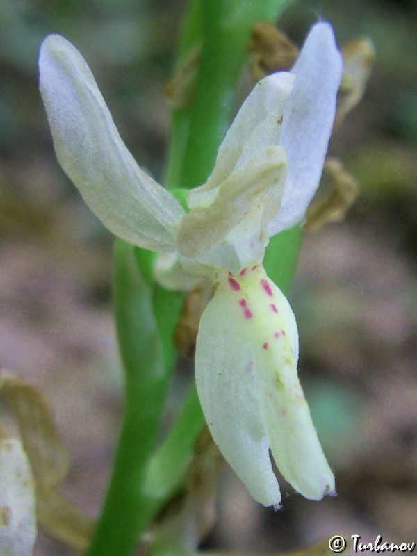 Изображение особи Orchis provincialis.