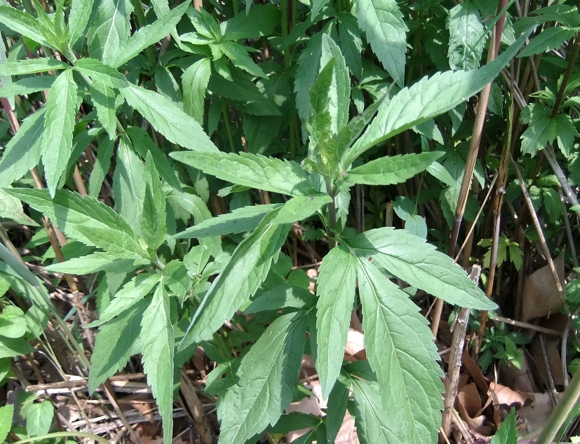 Image of Eupatorium cannabinum specimen.