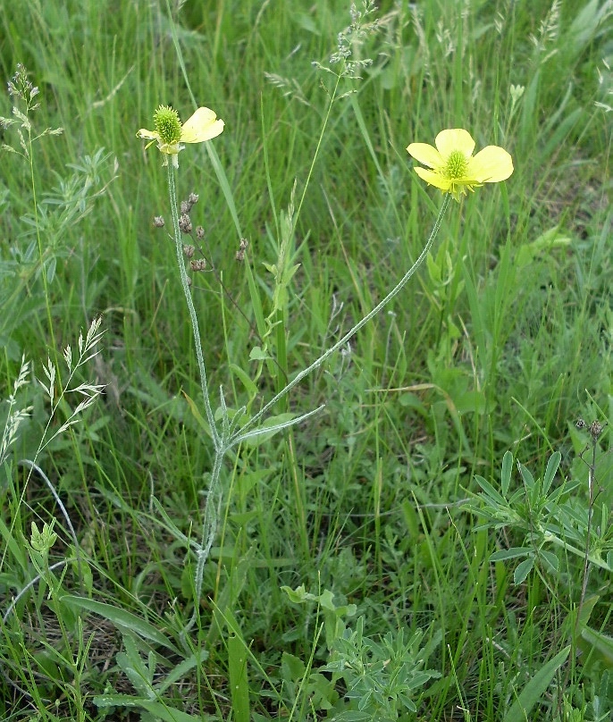 Изображение особи Ranunculus illyricus.