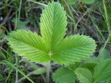 Fragaria viridis. Лист. Новосибирская обл., Карасукский р-н, с. Благодатное. 07.06.2011.
