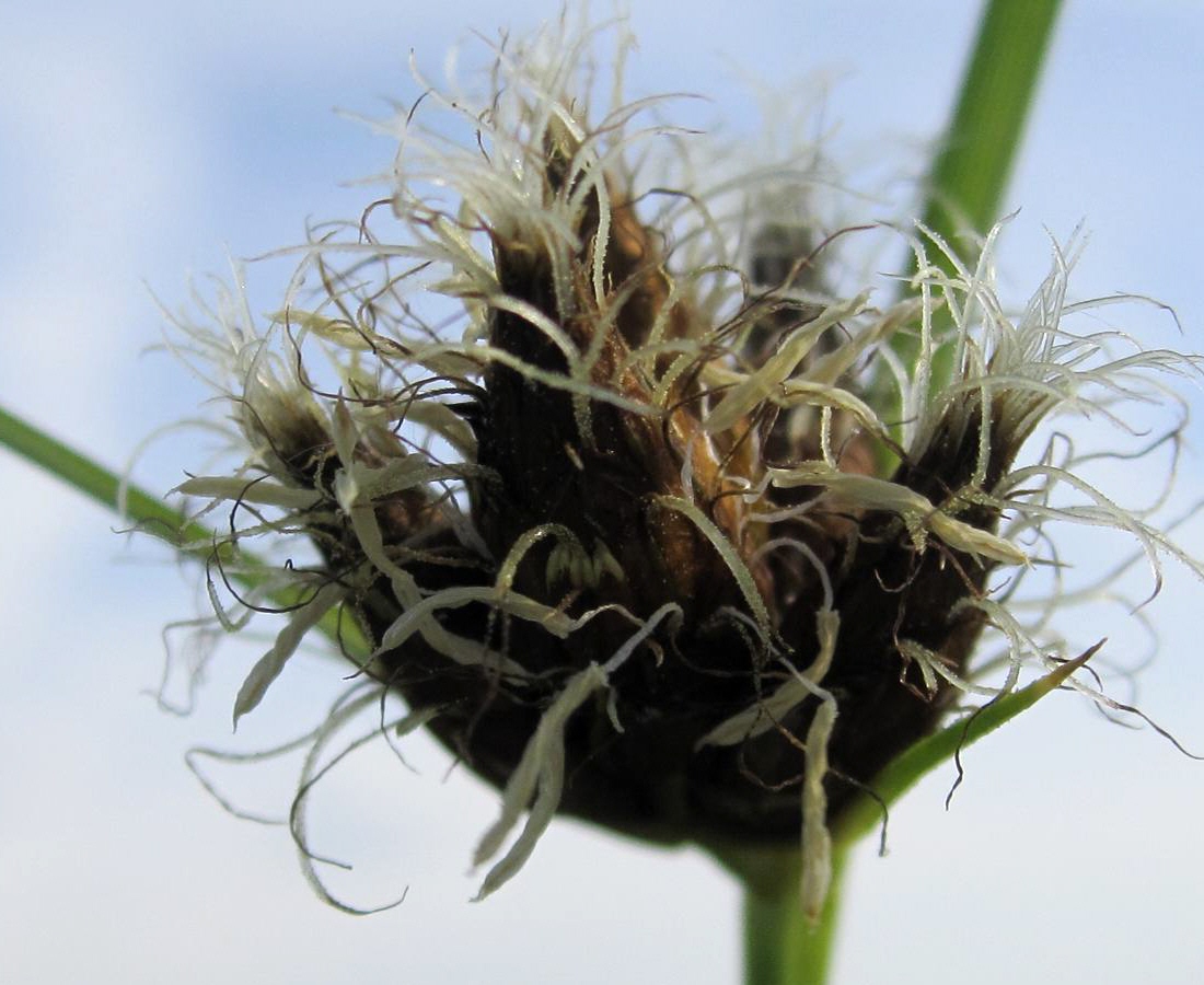 Изображение особи Bolboschoenus maritimus var. compactus.