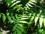 Rhus typhina