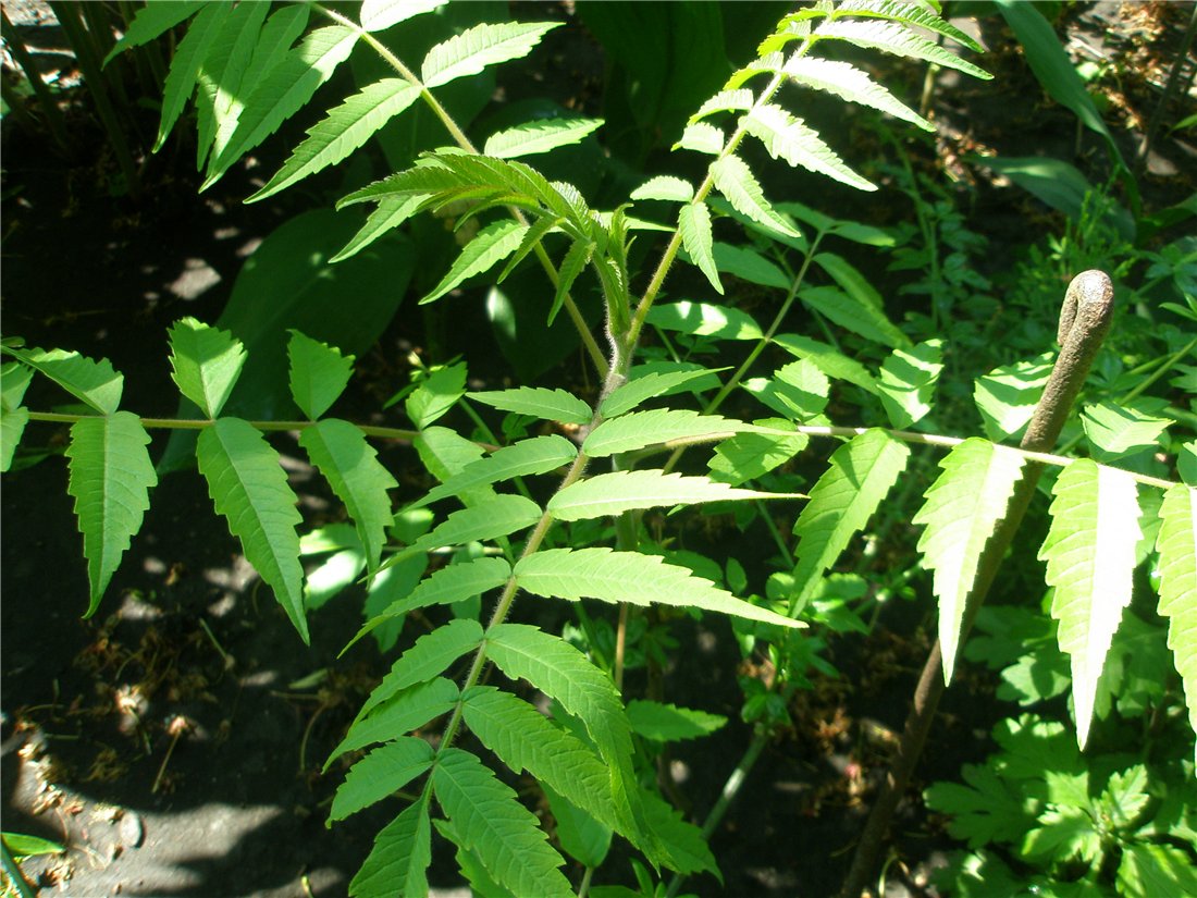 Image of Rhus typhina specimen.