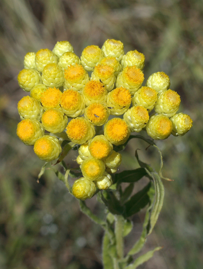 Image of Helichrysum maracandicum specimen.