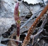 Humulus lupulus. Молодой весенний побег. Чувашия, окр. г. Шумерля, берег р. Сура ниже устья р. Мочалка. 1 мая 2007 г.