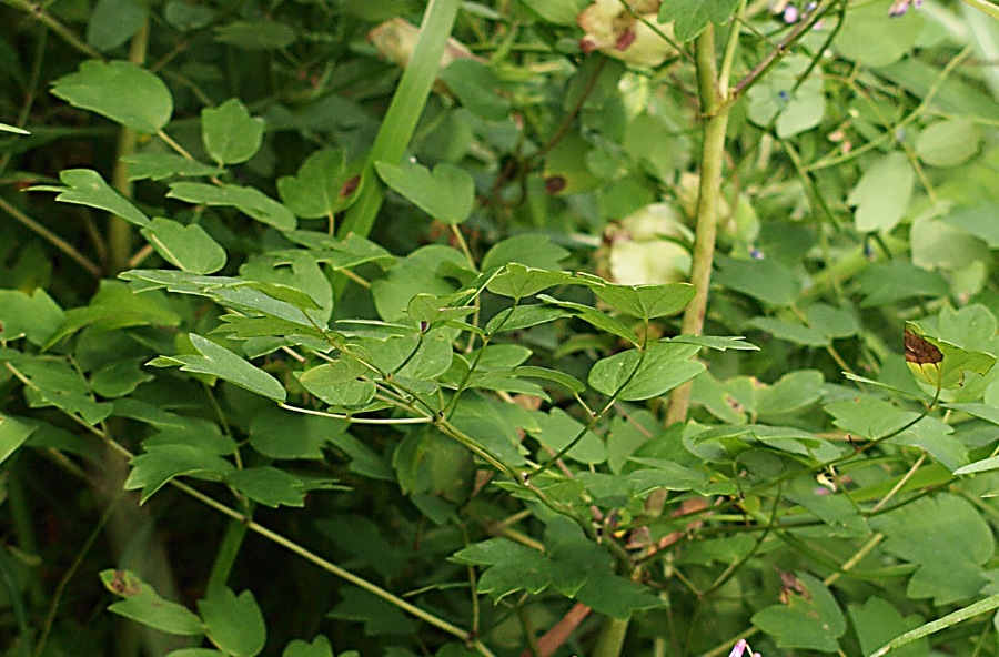 Image of Thalictrum minus specimen.