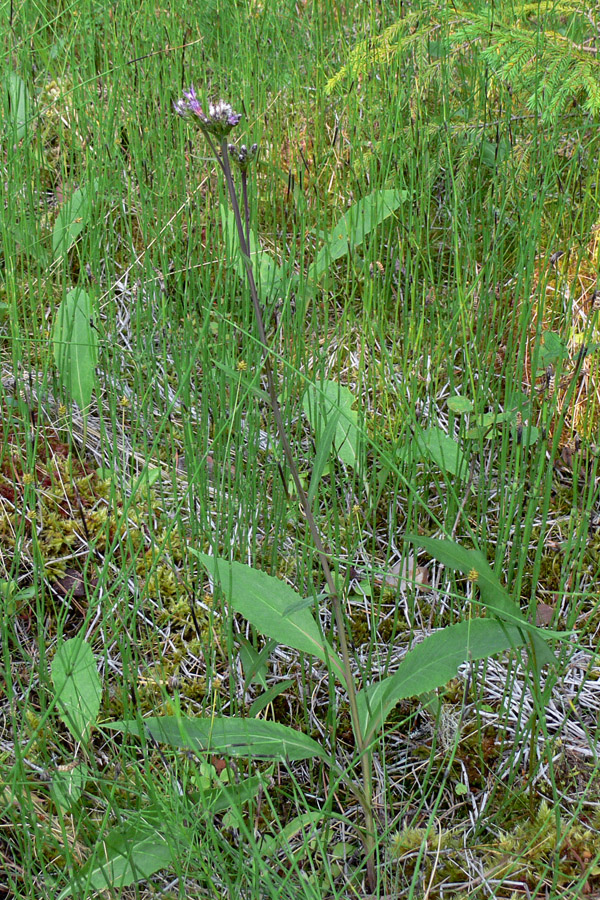 Image of Saussurea parviflora specimen.
