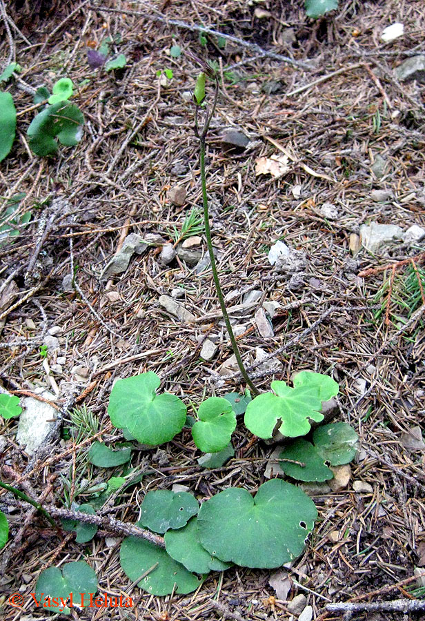 Image of Soldanella montana specimen.