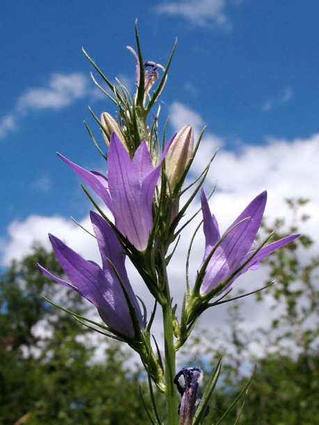 Image of Campanula rapunculus specimen.