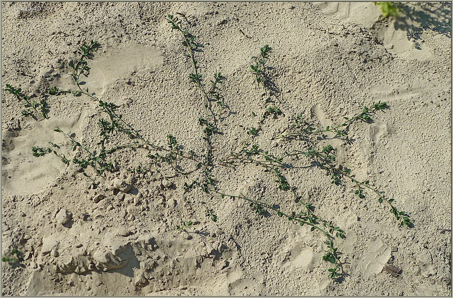 Image of Polygonum arenastrum specimen.