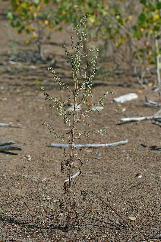 Image of Artemisia sieversiana specimen.