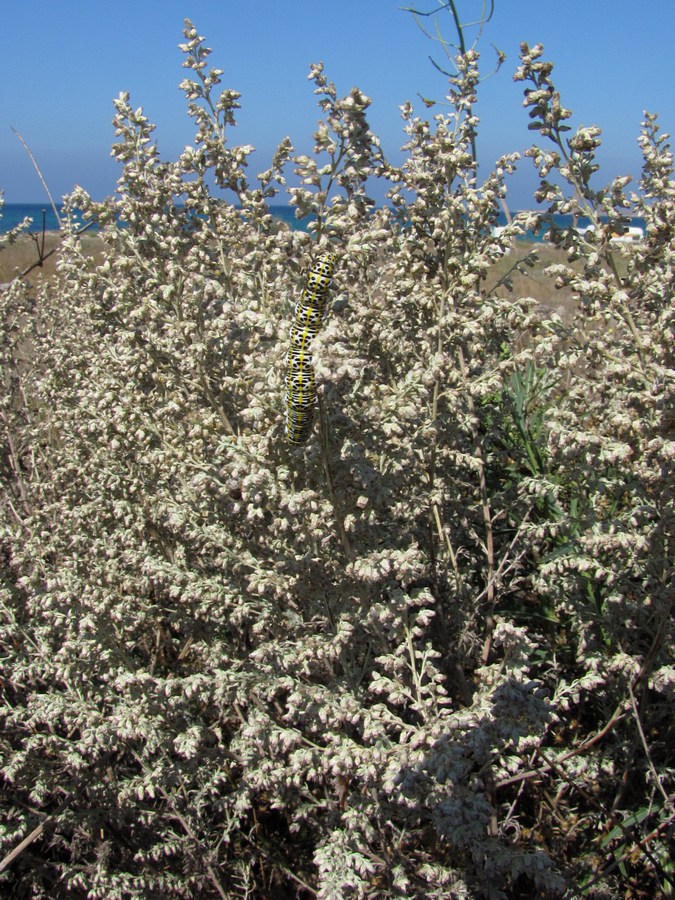 Image of Artemisia austriaca specimen.