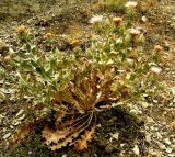 Cousinia onopordioides