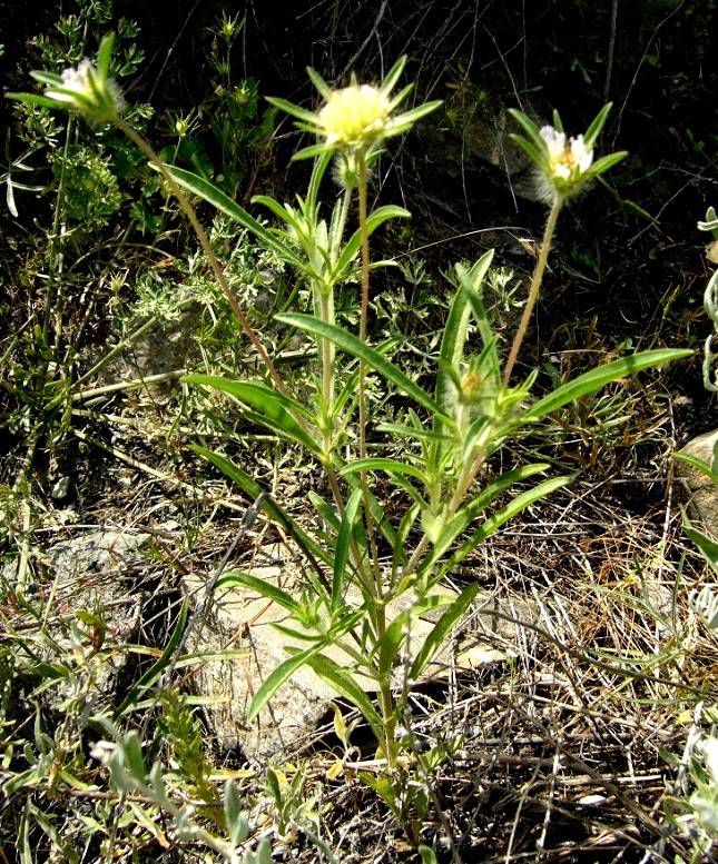 Изображение особи Lomelosia rotata.