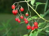 Solanum dulcamara