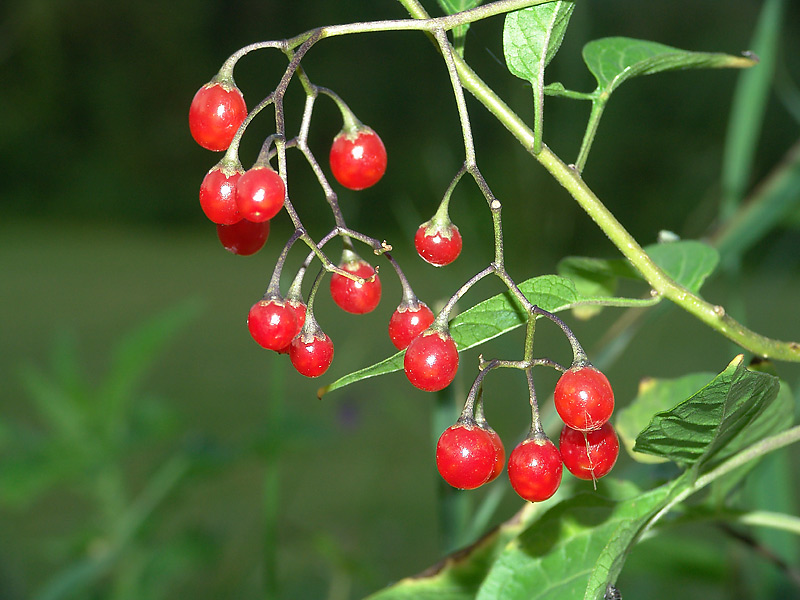 Изображение особи Solanum dulcamara.