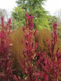 Celosia cristata