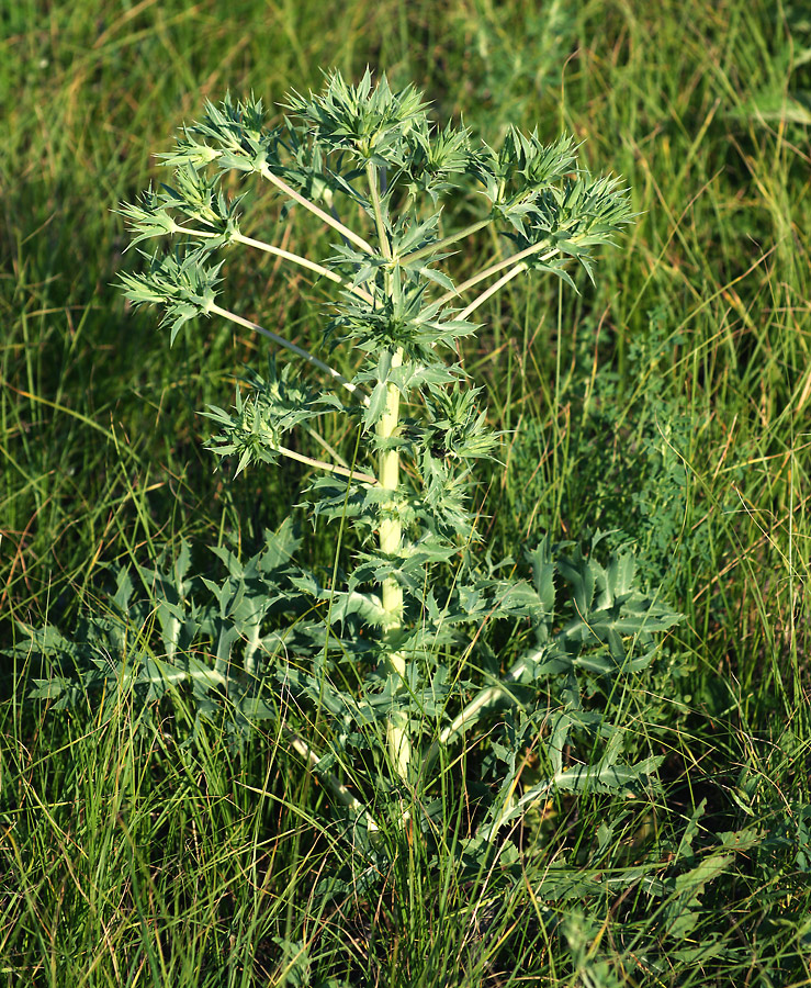 Изображение особи Eryngium campestre.