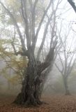 Carpinus betulus. Очень старое дерево. Крым, гора Северная Демерджи, дубово-грабовый лес. 5 ноября 2011 г.