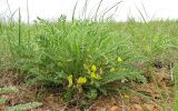 Astragalus henningii