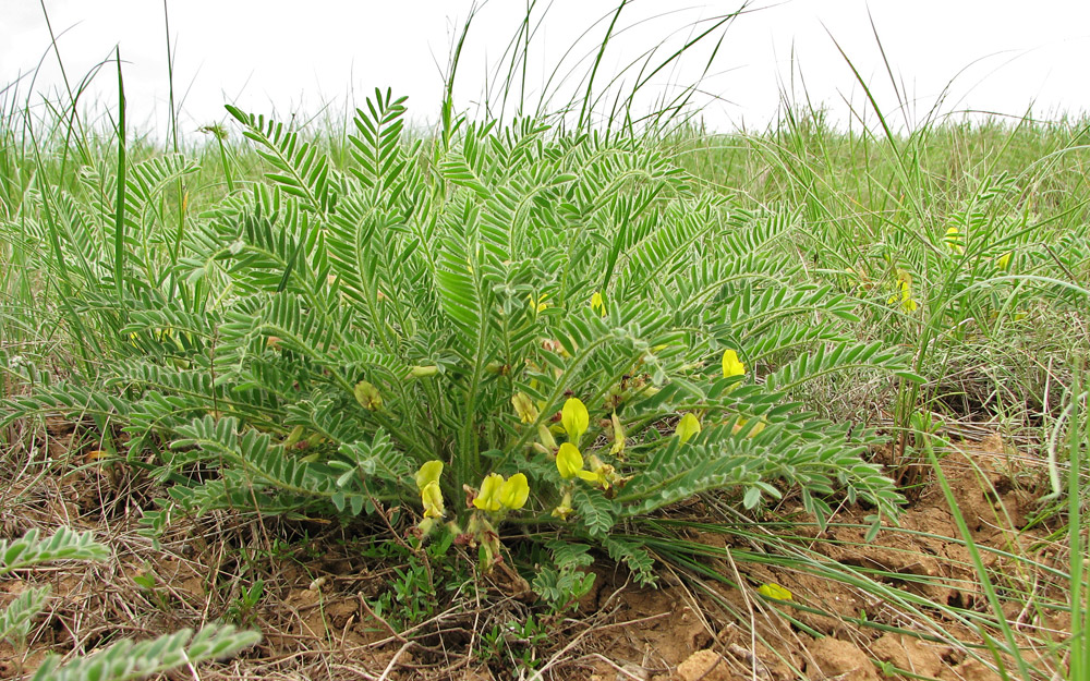 Изображение особи Astragalus henningii.
