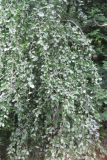 Fagus sylvatica var. pendula