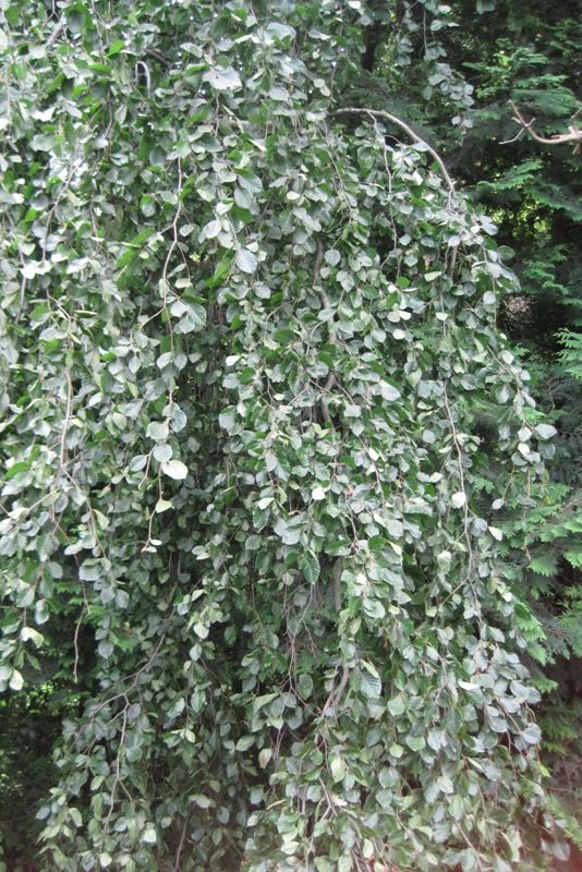 Image of Fagus sylvatica var. pendula specimen.