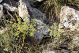 Oedibasis platycarpa