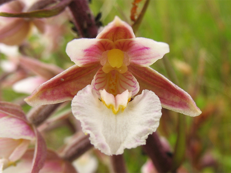 Изображение особи Epipactis palustris.